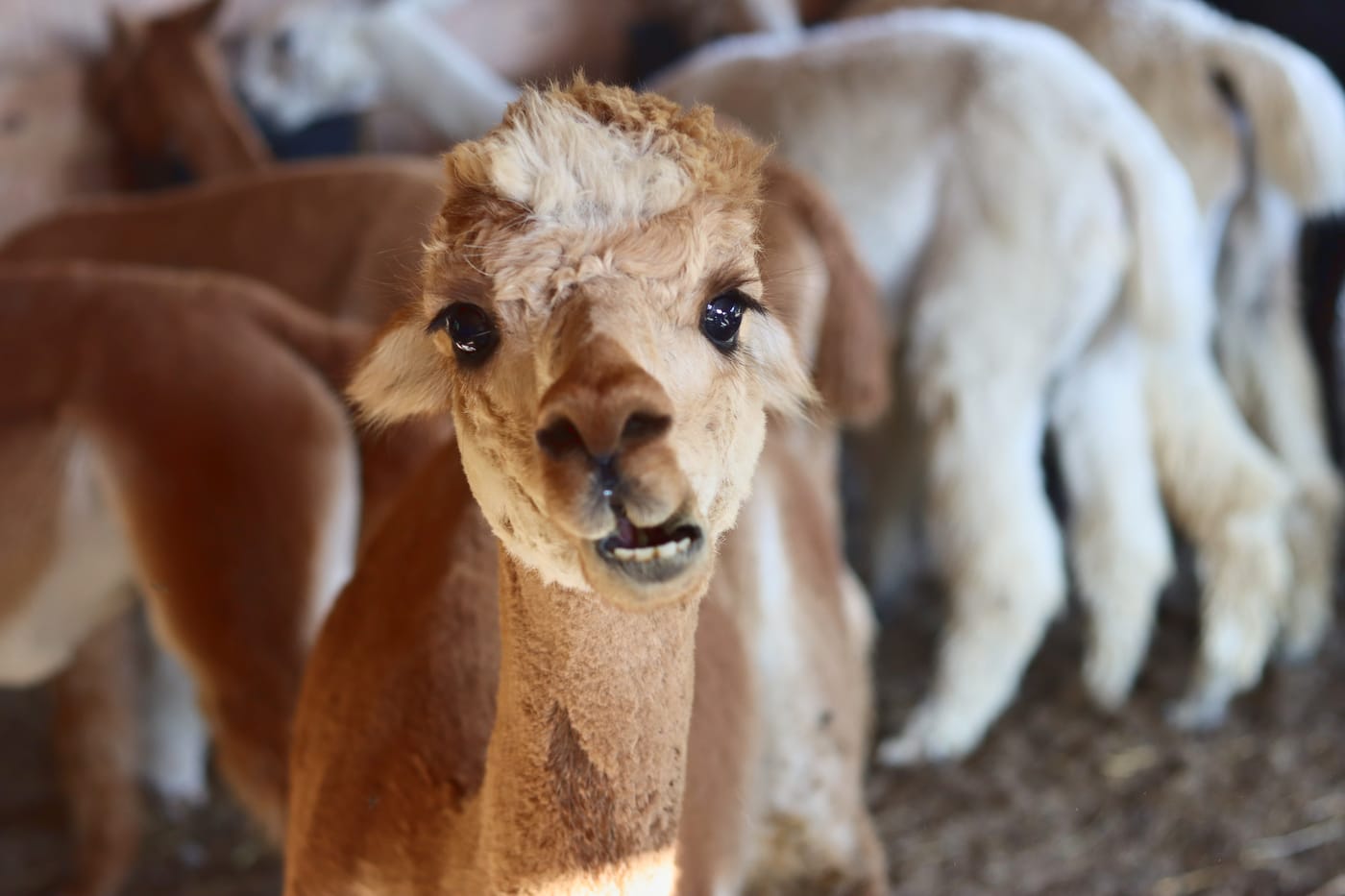 A young alpaca looks straight into the lens, the rest of the herd crowded behind it